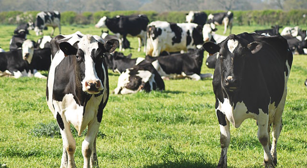 養(yǎng)牛場(chǎng)污水 養(yǎng)牛場(chǎng)污水