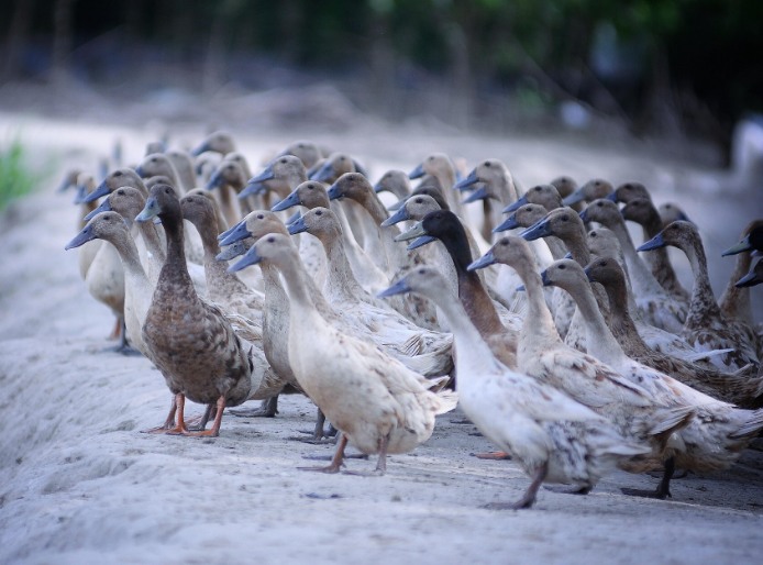 農村養殖戶如何低成本有效處理污水，這兩種做法你應該知道!