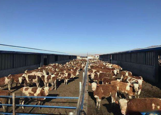 養殖場污水直接排放會面臨哪些處罰?JPEG.2 養殖場污水直接排放會面臨哪些處罰?JPEG.2