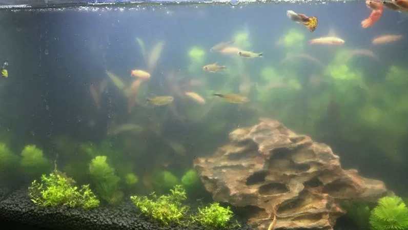 怎么把污水抽出來(lái)|方法（怎樣才可以把魚缸的污水抽出來(lái)）